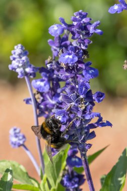 Yaban arısı, güneşli bir günde mavi bir çiçekten polen toplar. makro fotoğrafçılık. dikey görünüm