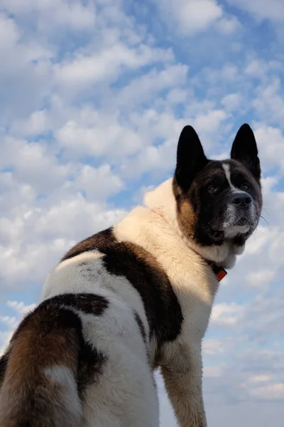 Portrait of american akita against the blue sky — Stock Photo, Image