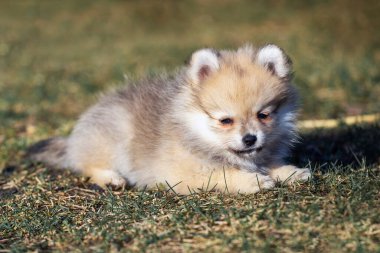 Çimlerin üzerinde neşeli bir Pomeranya köpeğinin portresi