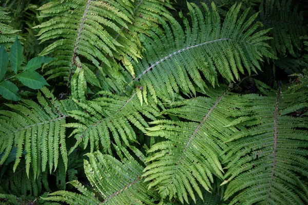 Arbustos Verde Samambaia Fundo Textura — Fotografia de Stock