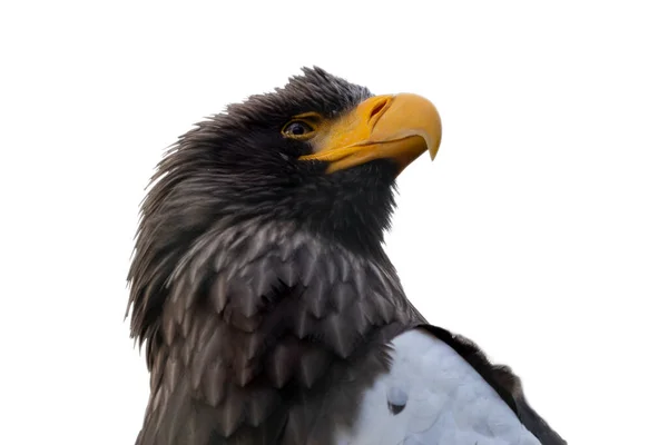 Retrato Águila Calva Aislada —  Fotos de Stock