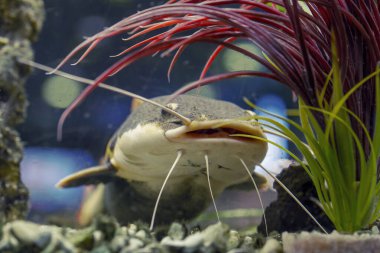 Catfish akvaryumdaki su yosunları arasında yüzer, sualtı fotoğrafı.