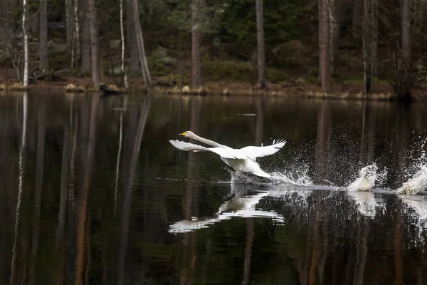 Swan Decola Lago Paisagem Outono — Fotografia de Stock