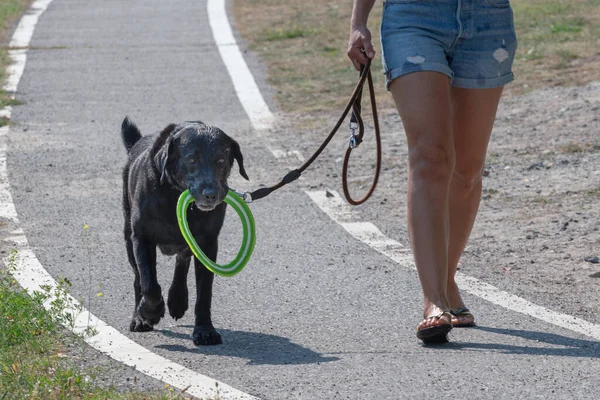 Siyah ıslak bir köpek sahibi ile yürüyüşe çıkan bir oyuncak taşır.