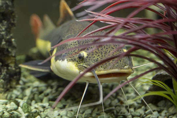 Pez Gato Nada Entre Las Algas Del Acuario Fotografía Submarina Imagen de stock