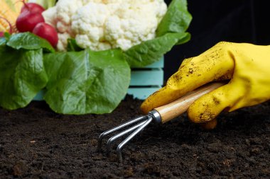 Sarı eldivenli bir el yerde çalışır. Bahçıvanlık ya da ekme konsepti. Bahar bahçesinde çalışıyorum..