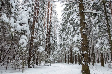 Karla kaplı ormandaki çam ağaçları