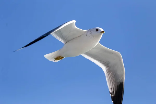 Letící Racek Proti Modré Obloze — Stock fotografie