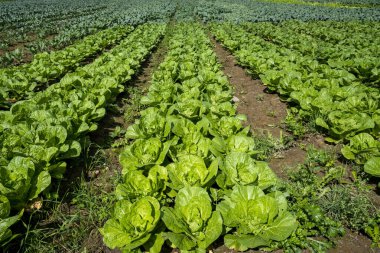 Bahçede lahanalar yetişir. Yeni büyüyen lahana tarlasının manzara manzarası.