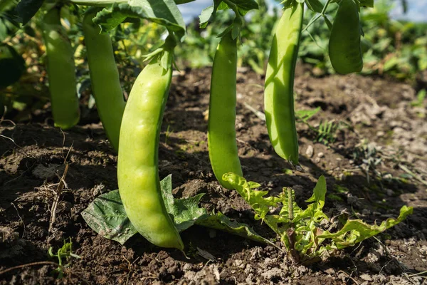 Vainas Guisantes Verdes Jóvenes Creciendo Una Cama Fotos de stock