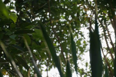 Gökyüzü ile ağaç