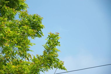 Gökyüzü ile ağaç