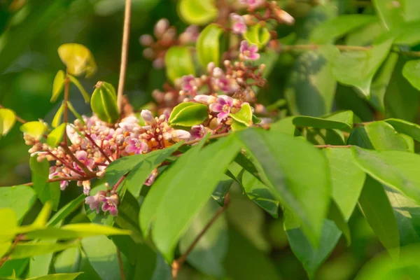 Bahçedeki çiçekler