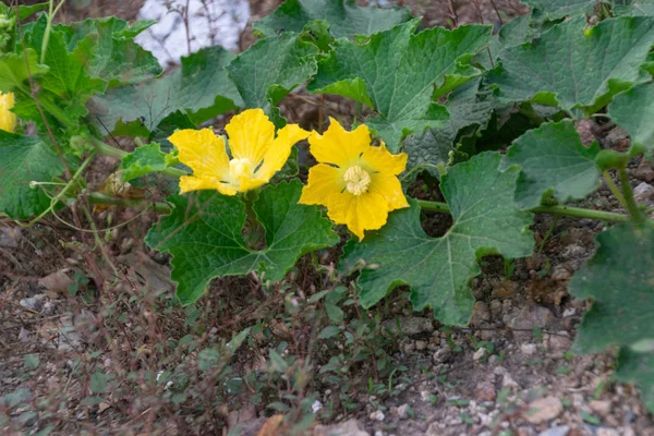 Pompkin árbol en la planta baja en el jardín —  Fotos de Stock