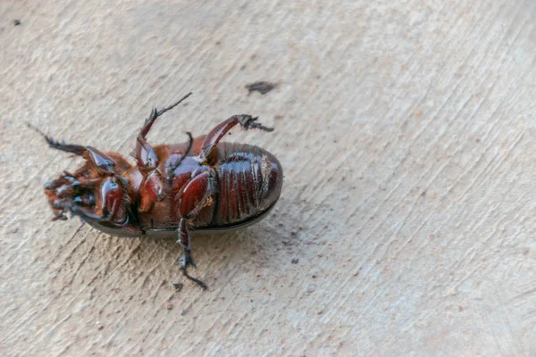 Asian rhinoceros beetle on Concrete walkway — Stock Photo, Image