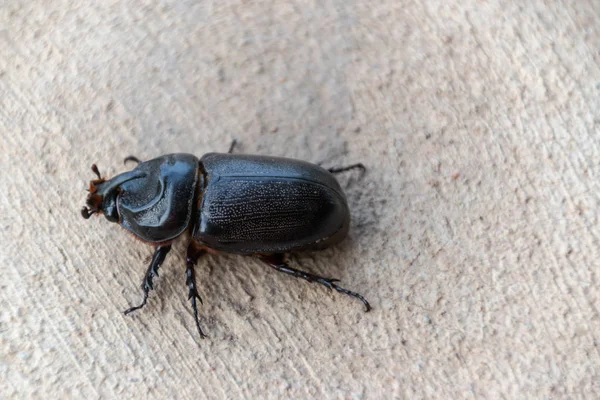 Rinoceronte asiatico scarabeo sulla passerella di cemento — Foto Stock