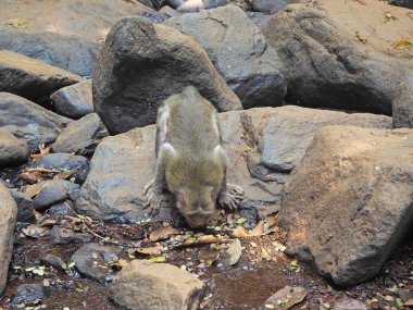 Bir maymun büyük bir kayanın üzerinde oturur ve ormandaki bir dereden su içer.