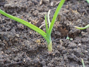 İlkbaharın başlarında filizlenir. Kıştan sonra doğaya ve bitkilere hayat veren kavram.