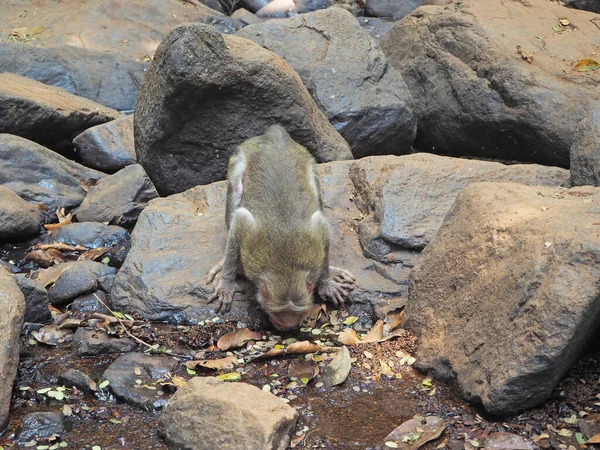 Bir maymun büyük bir kayanın üzerinde oturur ve ormandaki bir dereden su içer.