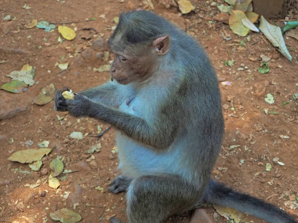 Dżungli Małpa Siedzi Obierając Jedząc Orzeszki Ziemne Odwiedzających Park — Zdjęcie stockowe