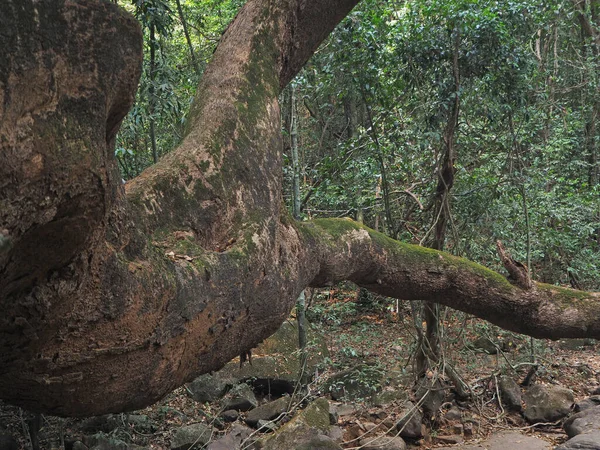 Perto Uma Grande Árvore Crescendo Selva — Fotografia de Stock