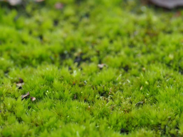 Nahaufnahme Eines Leuchtend Grünen Hintergrundes Aus Moos Selektiver Fokus Verschwommener — Stockfoto