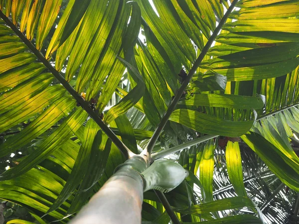 Palma, widok z bliska od dołu. Piękne tropikalne drzewo z kokosami — Zdjęcie stockowe