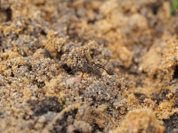 Küçük Bir Örümcek Doğal Ortamında Kumlu Zemin Boyunca Koşar Seçici — Stok fotoğraf