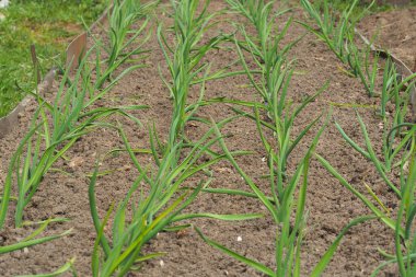 Baharda yataklarda taze sarımsak filizleri. Evin yakınında tarım var.