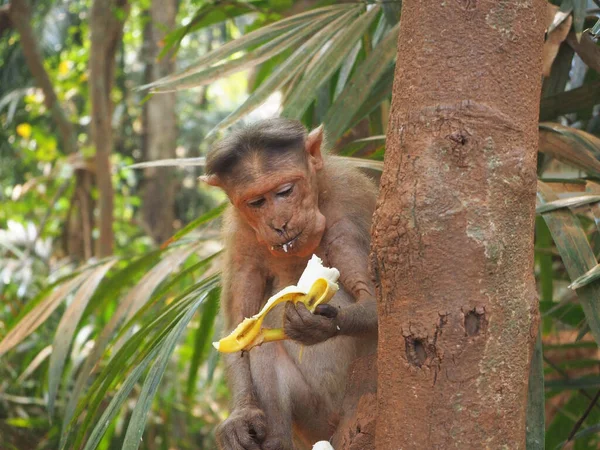 Mono Selva Está Sentado Árbol Comiendo Plátano —  Fotos de Stock