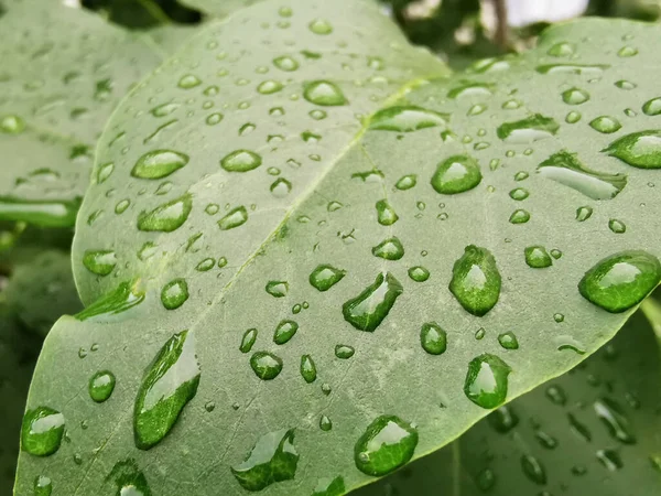 Primer Plano Hojas Verdes Brillantes Con Gotas Agua Después Lluvia — Foto de Stock