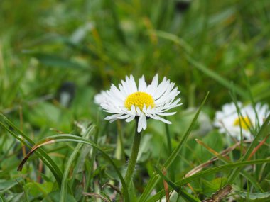 Çiçek Papatya Bembeyaz yeşil bir arka planda