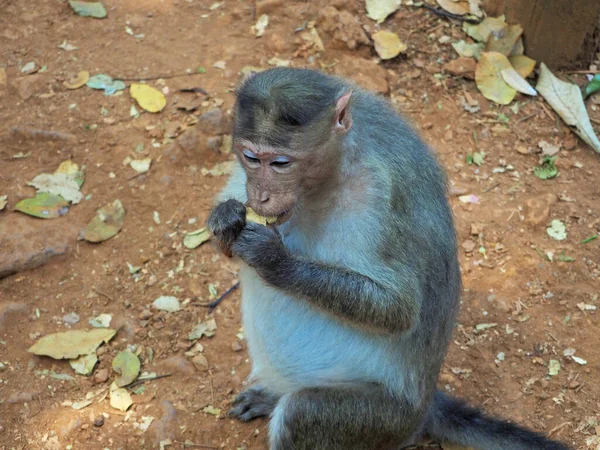 Selva Mono Sienta Pelando Comiendo Cacahuetes Los Visitantes Del Parque —  Fotos de Stock