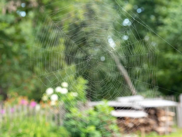 Beautiful Spider Web Water Drops Close Background Blurry Summer Landscape — Stock Photo, Image