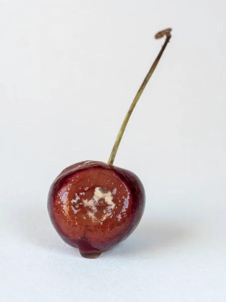 Cherry Rot Isolated White Background Просроченные Фрукты Глина Испорченная Пища — стоковое фото