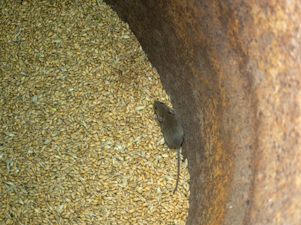 Little Grey Mouse Running Wheat Pantry Top View Mouse Barrel — Stock Photo, Image