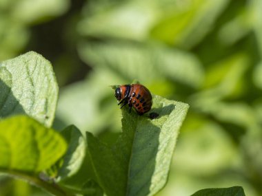 Yazın güneşli bir günde yeşil patates yaprağı üzerinde Colorado patates böceği larvası. Böcek böcekleri.