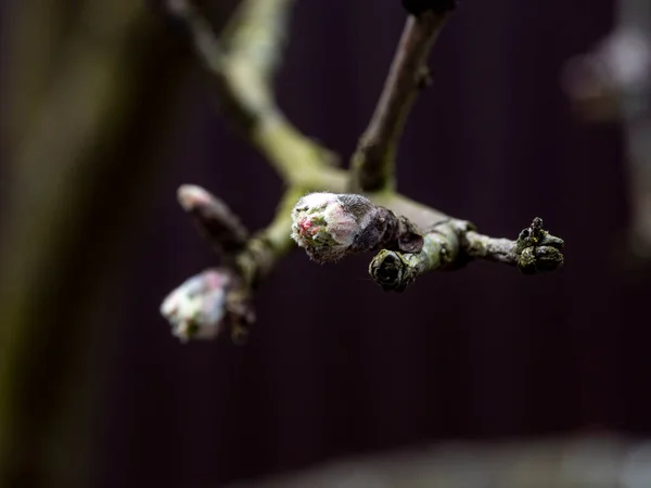 Apple Leaf Blooms Early Spring Bud Branch Close Concept Reviving — Stock Photo, Image