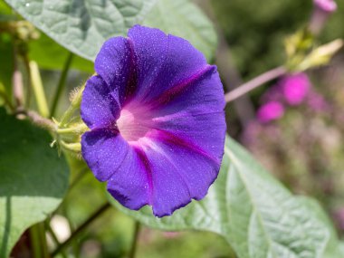 Calystegia sepium-açık mor çiçek bitkileri. Yağmurdan sonra bir çiçeğin içine su damlıyor.