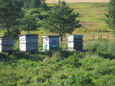 Arı kovanları yazın kırsalda yeşil bir çayırda durur.