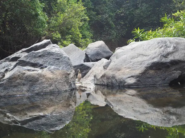 Pedras Granito Rio Fundo Cachoeira Pássaro Fica Entre Eles — Fotografia de Stock