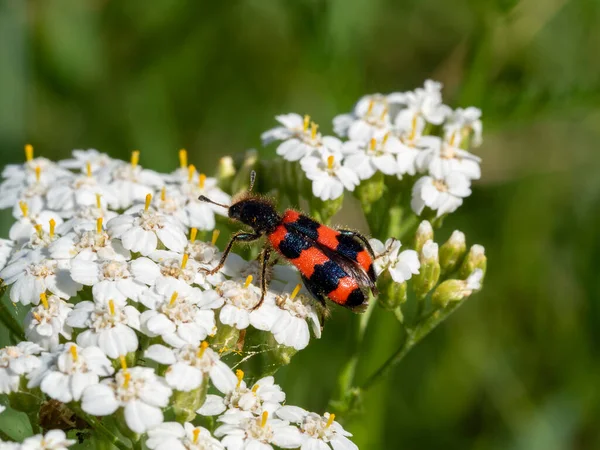 Beyaz çiçek tarlasında oturan böcek Trichodes apiarius. Bir böceğin makro fotoğrafı