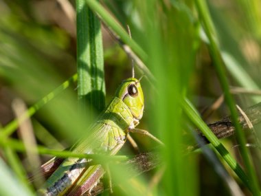 Yeşil çekirge çimlerin üzerinde, yakın plan. bir böceğin makro fotoğrafı