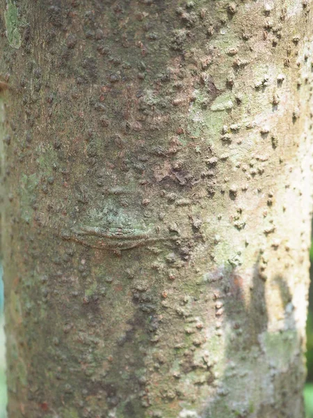 Primer Plano Corteza Del Árbol Canela Corteza Del Árbol Una —  Fotos de Stock