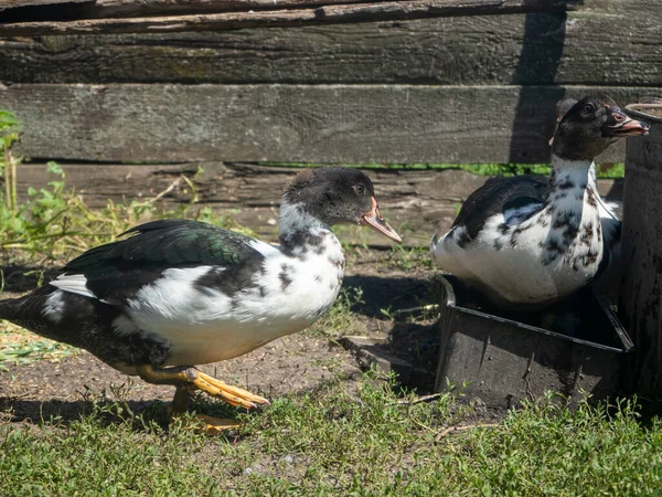 Pato Doméstico Marrom Caminha Grama Perto Casa — Fotografia de Stock