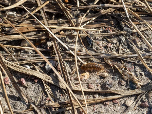 Caterpillar Bear Butterfly Crawls Stony Ground — Stock Photo, Image