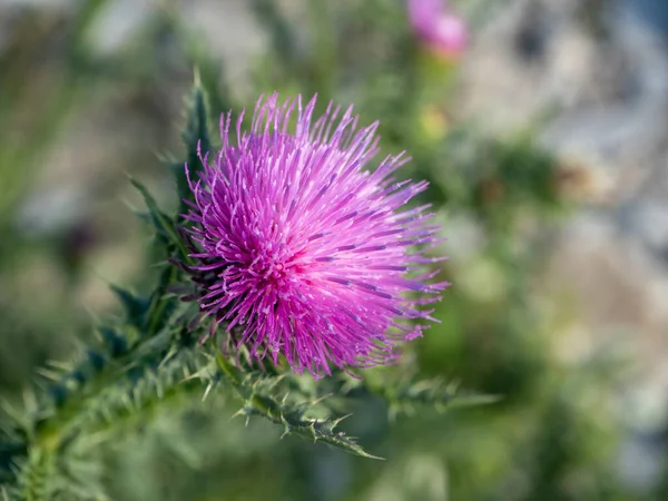 Thistle Blomma Närbild Med Suddig Grön Bakgrund — Stockfoto