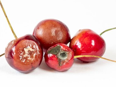 Beyaz arka planda bozulmuş kirazlar. Çürümüş, küflenmiş, bozulmuş yiyecekler.