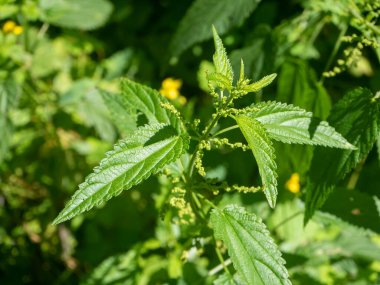 Taze ısırgan otu yaprakları. Alternatif tıp kavramı. Gıda ve tıpta kullanılan parlak yeşil bir bitki.