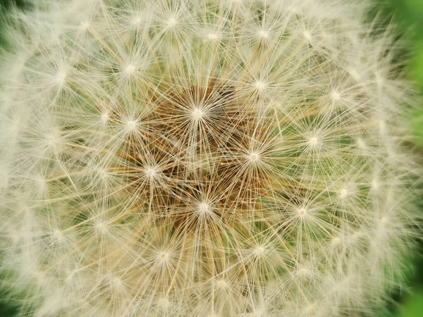 Bílá Pampeliška Zeleném Pozadí Semena Zralých Květin — Stock fotografie